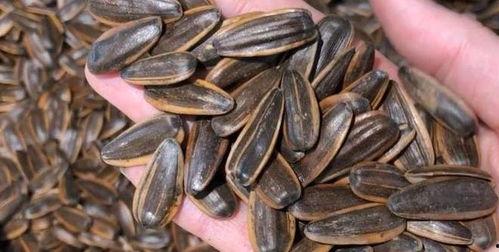 吃瓜子的大角瓜种子,吃瓜者的新宠，营养与美味的完美结合