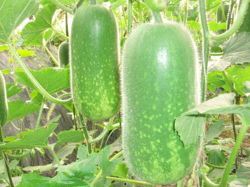 等着吃瓜的图,揭秘“等着吃瓜”的神秘世界