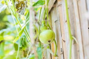 贵阳人吃葫芦瓜,葫芦瓜的独特吃法，舌尖上的贵阳风情