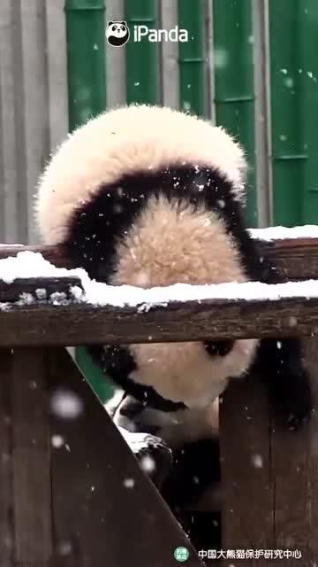 吃瓜小熊创作,揭秘美食背后的故事