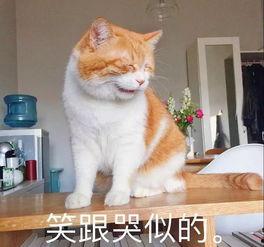 吃瓜猫咪文案短句搞笑,笑料横生,萌态百出!