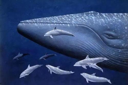 蓝鲸杆子吃瓜,揭秘神秘海洋生物的“吃瓜”之谜