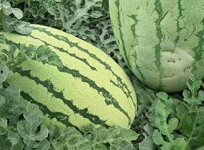 自己吃瓜的样子