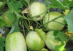 什么时间吃瓜,揭秘不同时间吃瓜的养生奥秘