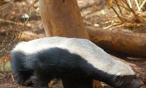 吃瓜哥讲平头哥,平头哥的传奇故事