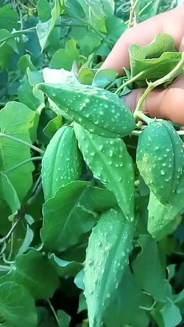 老瓜瓢可以吃,传统美食的绿色新宠