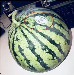 监利网红吃瓜,揭秘网络舆论背后的真相