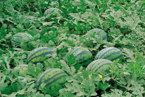 北京潮阳吃瓜群