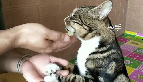 猫可以吃蜜瓜吗,猫咪的新鲜美味还是禁忌食物？