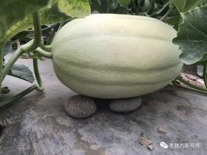 晚上吃老瓜好吗,健康美味两不误