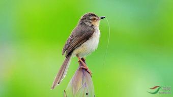 鸟吃的瓜品种,探寻鸟类食谱中的瓜类宝藏