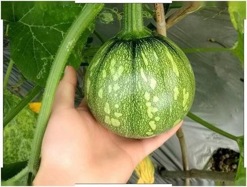 广东从化吃瓜视频