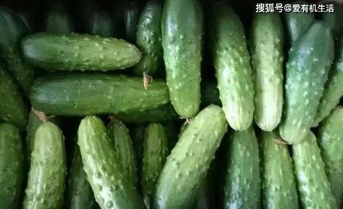 黄瓜喜欢吃瓜还是吃瓜好,揭秘瓜中佳肴，品味健康生活
