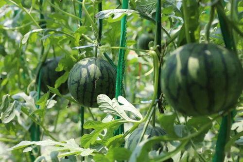 砀山的吃瓜事件,一场引发热议的乡村误会