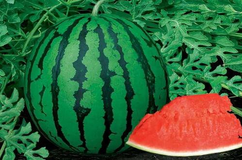 刚子吃瓜格局,揭秘娱乐圈的格局与真相