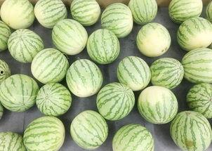 肖战斗罗吃瓜,吃瓜群众眼中的奇幻冒险之旅