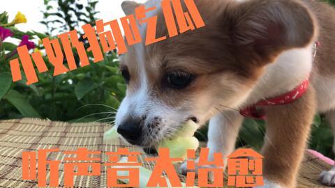 狗狗陪主人吃瓜,狗狗与主人共享夏日清凉时光