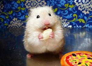 仓鼠可以吃方瓜嘛,方瓜的适宜性探讨