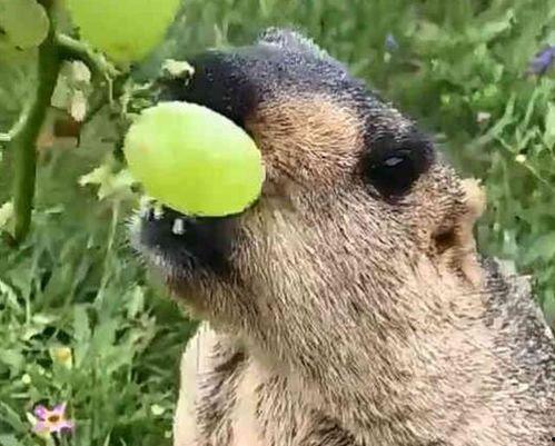 土拨鼠吃蜜瓜,一场生态与美味的邂逅