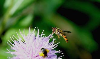 蜜蜂吃瓜花,甜蜜共生之谜